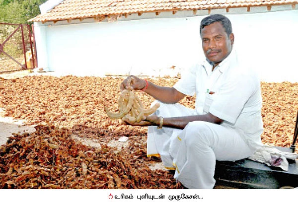வறட்சிப் பகுதிகளிலும் வருமானம் கொடுக்கும் ‘புளி’!