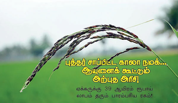 புத்தர் சாப்பிட்ட காலா நமக்...ஆயுளைக் கூட்டும் அற்புத அரிசி !