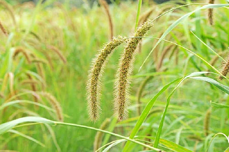 திருப்தியான மகசூல் கொடுக்கும் தினை!