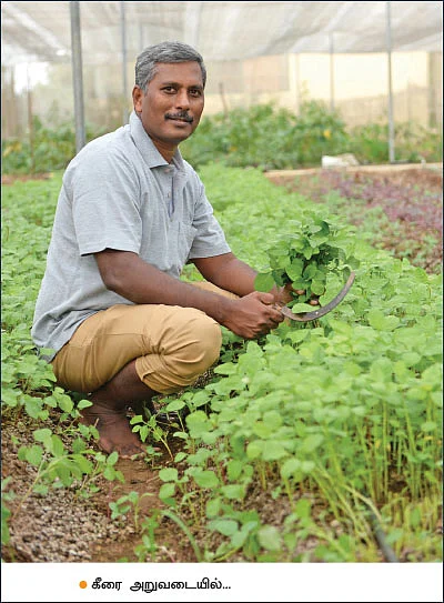 2 ஏக்கர் நிலம்... மாதம் ரூ.60,000... மாநகரில் செழிக்கும் இயற்கை விவசாயம்!