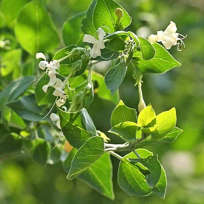 வாதமடக்கி தழுதாழை