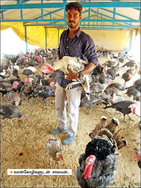 வளமான வருமானம் தரும் வான்கோழி வளர்ப்பு! - 300 வான்கோழிகள்... ரூ. 2,40,000 வருமானம்!