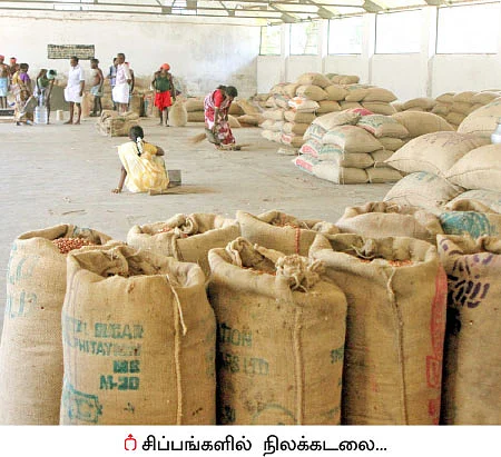 நிச்சய லாபம் கொடுக்கும் நிலக்கடலை!