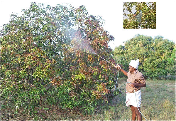 ஏன்... ஏன்? தெரிவோம்... தெளிவோம்! - குலைநோயை எப்படித் தடுப்பது?