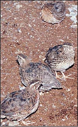 தண்டோரா