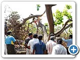 மரம் வெட்டி, நிலத்தைச் சுத்தப்படுத்திக்கொடுக்கும் திட்டம் - நடுத்திட்டு கிராமம்