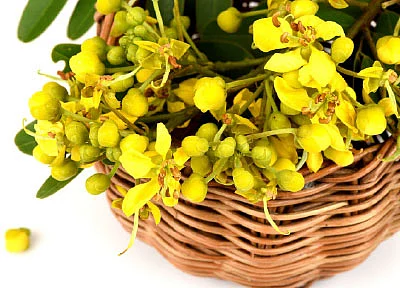 நாட்டு மருந்துக் கடை - 25