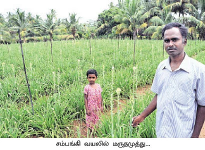 சாஃப்ட்வேர் இன்ஜினீயரின் சம்பங்கி சாகுபடி!