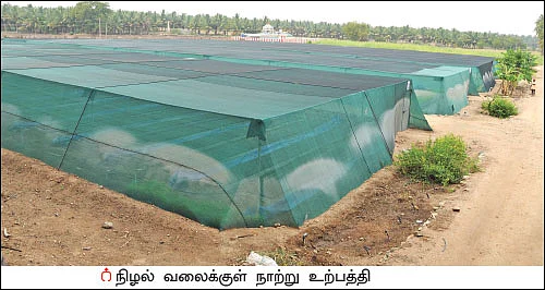 கரும்புச் சாகுபடி... _ தண்ணீர் செலவைக் குறைக்கும் குழித்தட்டு நாற்று முறை