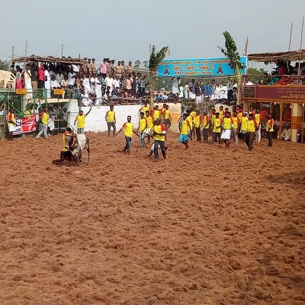 வீடுகளுக்குத் தேடிவந்த அசைவ உணவு! - சிராவயலில் தடபுடலாக நடந்த மஞ்சு விரட்டுப் போட்டி
