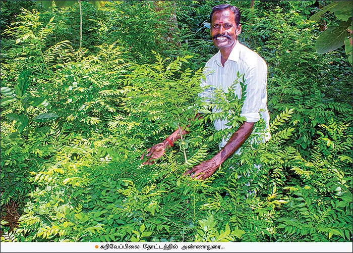 ஊடுபயிரில் உன்னத வருமானம்... டெல்டாவில் மணக்கும் நாட்டுக் கறிவேப்பிலை!