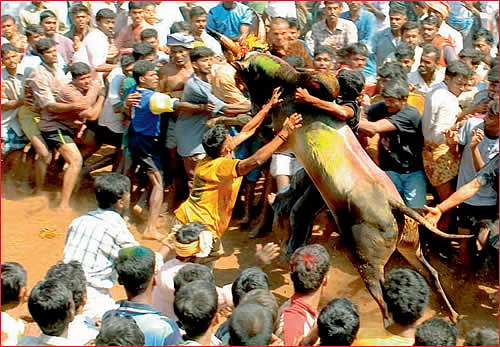 இல்லங்கள் நிறையும் இதயங்கள் பூரிக்கும்! - தை மாத சிறப்பு தொகுப்பு