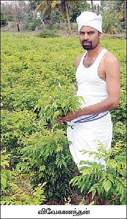 செழிப்பான லாபம் தரும் செங்காம்பு..!