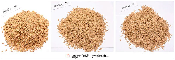 அணிவகுக்கும் அம்பாசமுத்திரம் நெல் ரகங்கள்... - ஏக்கருக்கு 16 டன் மகசூல் தந்த அதிசயம்!
