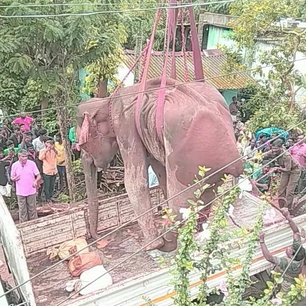 ``காட்டெருமை போஸ்டர் திண்ணு பாத்திருக்கீங்களா?” - உடையும் உயிர்ச் சங்கிலி