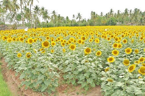 90 நாள்.... ரூ.50 ஆயிரம் வருமானம்... சொக்கவைக்கும் சூரியகாந்தி!