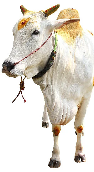 குறைந்த பராமரிப்பில் அதிக வருமானம்... ஒப்பில்லாத ஓங்கோல் மாடுகள்!