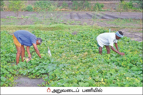 வறட்சியிலும் வெகுமதி கொடுக்கும் வெள்ளரி! - 25 சென்ட் நிலத்தில்... ரூ 20 ஆயிரம் லாபம்!