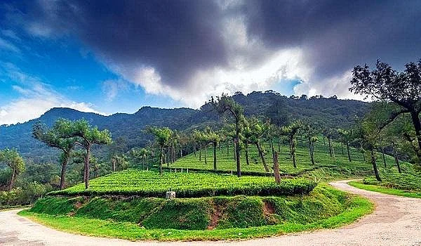 கைமாறக் காத்திருக்கும் மாஞ்சோலை தேயிலைத் தோட்டம்! - உற்சாகத்தில் வனத்துறையினர்
