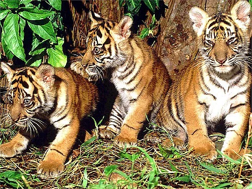ஆனைமலை காப்பகத்தில், புலிகள் கணக்கெடுப்பு துவக்கம்