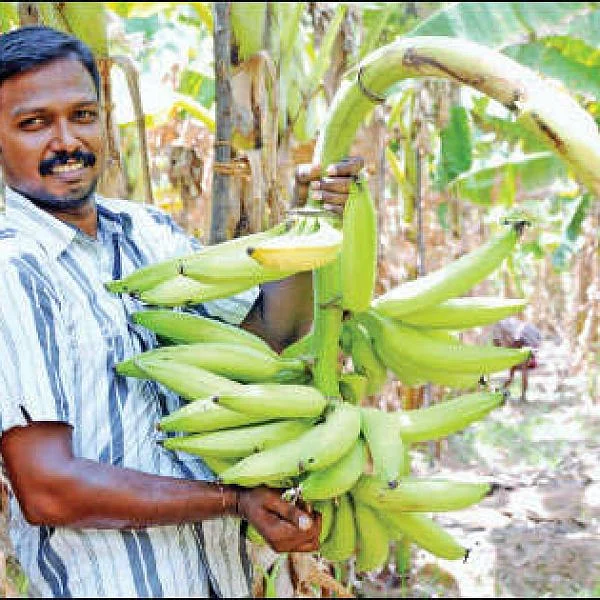 ₹3 lakhs in 10 months from an acre... Assured income from Nendhran variety!