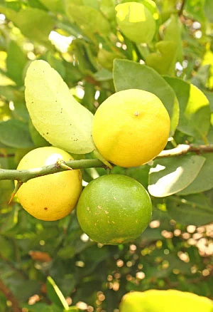 ஏற்றம் தரும் எலுமிச்சை!