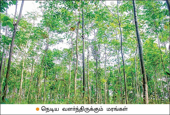 பலவகை மரச்சாகுபடி... எதிர்காலச் சேமிப்புக்கு எளிய வழி!