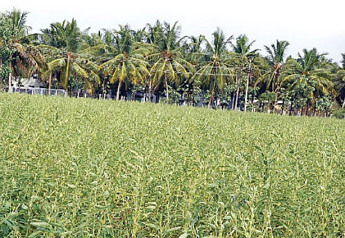 ஏற்றம் தரும் இயற்கை எள்...!
