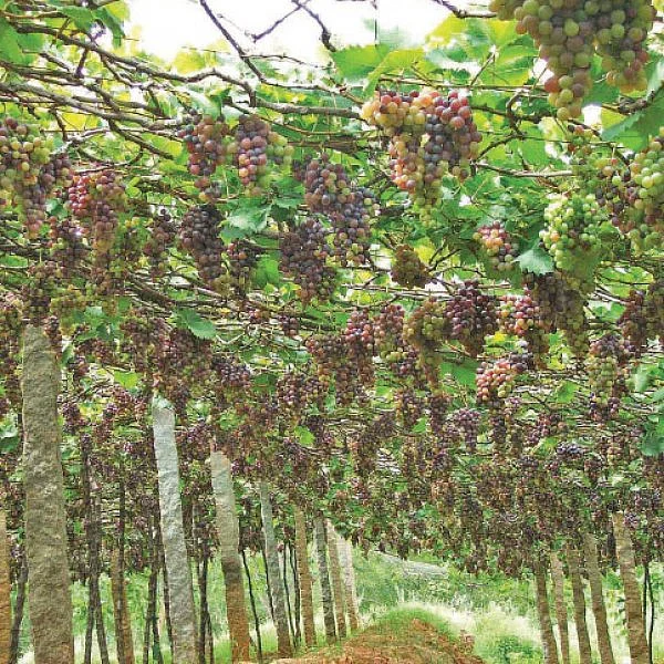 விளையும் விலையும்! - சந்தைக்கு வழிகாட்டும் தொடர் - 12