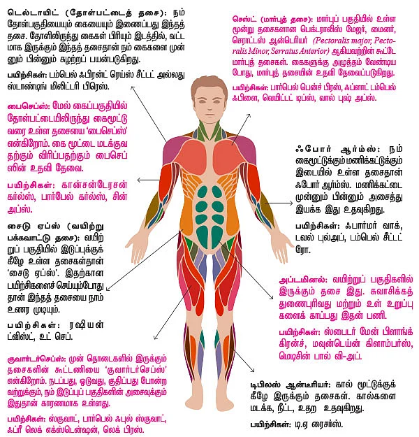 தசைகள் 16