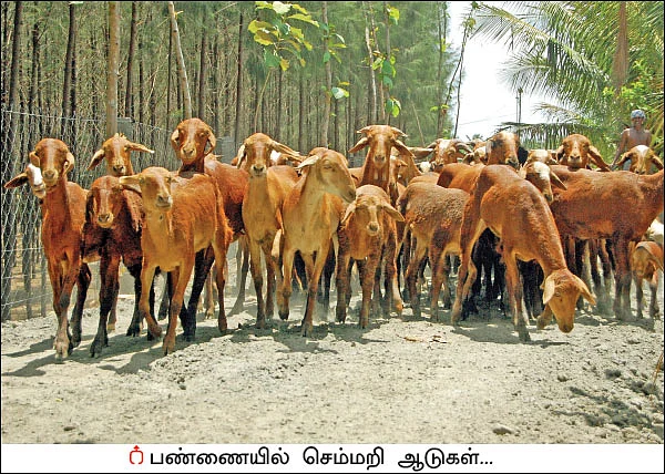 ஆடுகள் கொடுக்கும் அற்புத வருமானம்! - 200 ஆடுகள்... ஆண்டுக்கு ரூ 10 லட்சம் லாபம்...