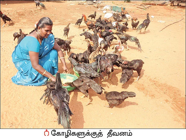 நம்பிக்கை தரும் நாட்டுக்கோழி வளர்ப்பு! - 25 சென்ட் நிலம்... ஆண்டுக்கு ரூ 3 லட்சம்