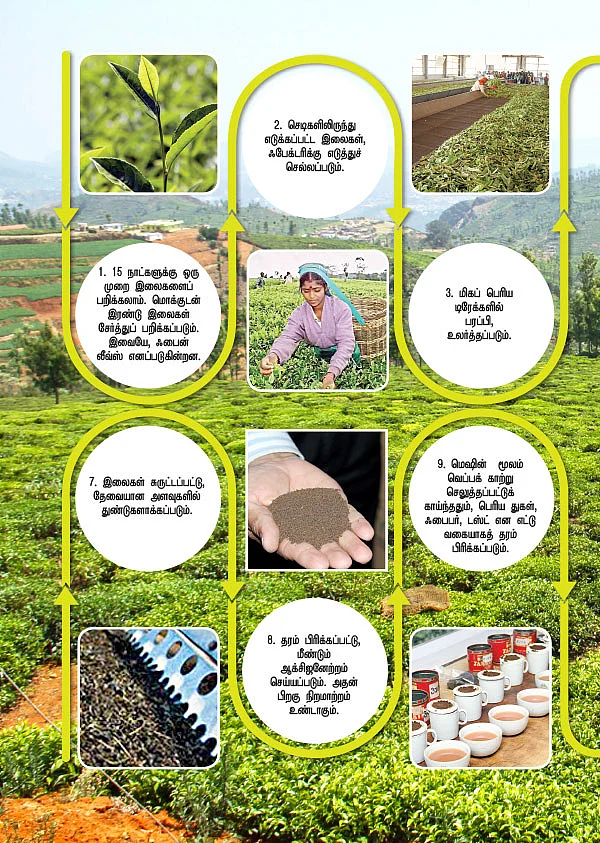 எப்படிக் கிடைக்குது தித்திக்கும் தேநீர்?