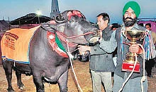 மா... நெல்லி... கொய்யா... சப்போட்டா...