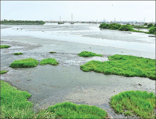 மரம் செய விரும்பு! - 14 - சூழலைச் சமன்செய்யும் சதுப்பு நிலக்காடுகள்!