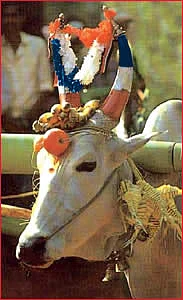 இல்லங்கள் நிறையும் இதயங்கள் பூரிக்கும்! - தை மாத சிறப்பு தொகுப்பு