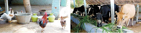 பண்ணை விவசாயம்... பக்கா லாபம்!