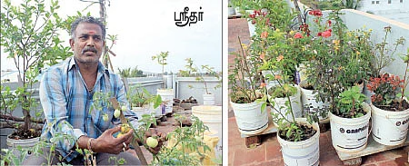 மனதைக் குளிர வைக்கும் மாடித்தோட்டம்!