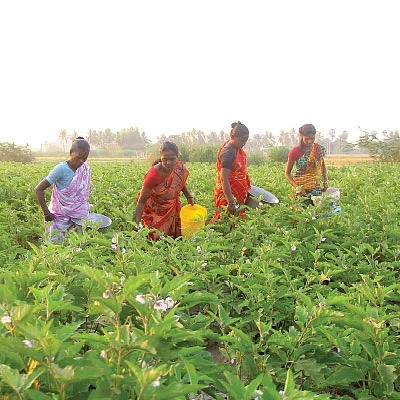 முள்ளு கத்திரி... குண்டு கத்திரி... கலக்கல் லாபம் கொடுக்கும் கத்திரி!