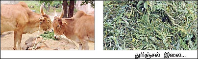 துரிஞ்சல் இலை மாடுகள்... நெகிழ வைக்கும் நாட்டுரகம் !