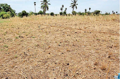 வறட்சியிலும் வளமை காட்டும் மறுதாம்புச்சோளம் !