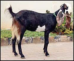 தண்டோரா