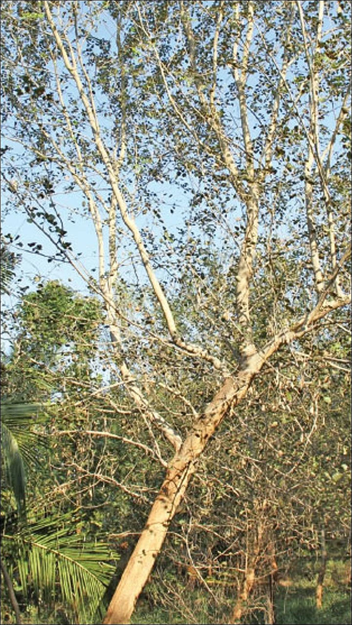 நீங்கள் கேட்டவை: சந்தன மரத்தை விற்பனை செய்வதில் சிக்கல் உண்டா?