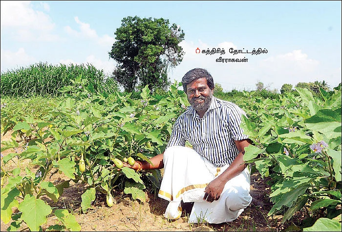 40 சென்ட்டில் ரூ.1 லட்சம்... கலக்கல் வருமானம் கொடுக்கும் ‘காஞ்சி’ கத்திரி..!