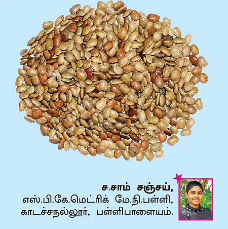 சுட்டி ஸ்டார் நியூஸ்!
