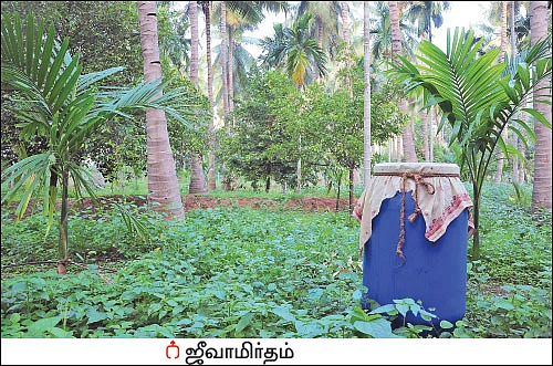 10 ஏக்கர் ரூ10 லட்சம் லாபம் தென்னை, பாக்கு, ஜாதிக்காய்...