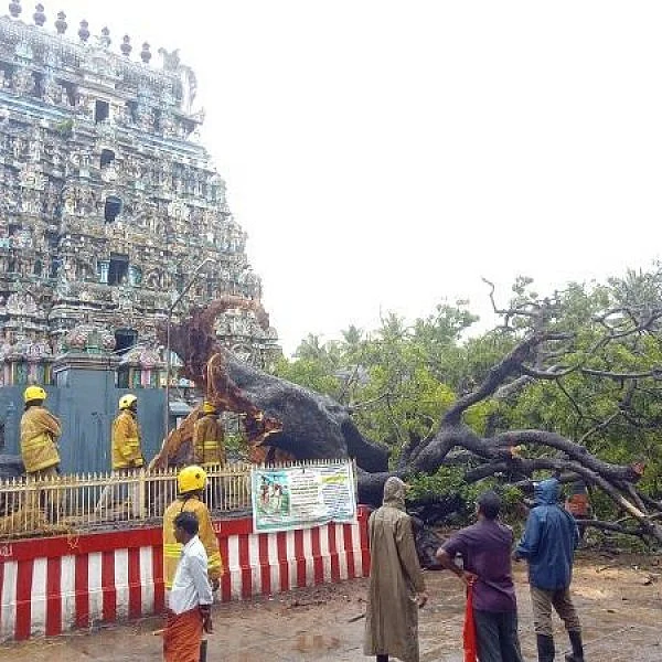 ஆயிரம் ஆண்டு விருட்சம் முறிந்து விழுந்தது - வைத்தீஸ்வரன் கோயில் அதிர்ச்சி!