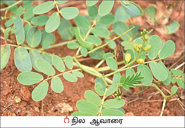 நல்மருந்து தெரிந்த செடிகள்... தெரியாத பயன்கள்! -13