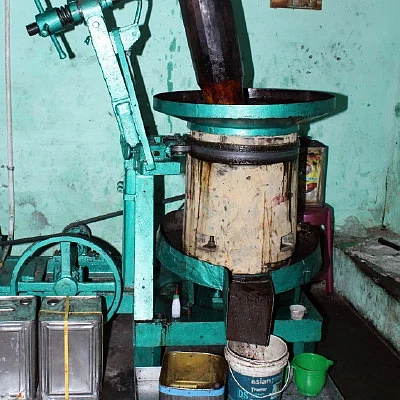 தேங்காய்ப் பிண்ணாக்கு... மாடுகளுக்குக் கொடுக்கலாமா?