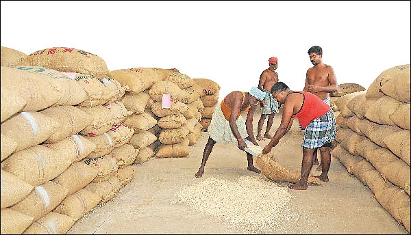நிலையான வருமானம் கொடுக்கும் சோளம்!